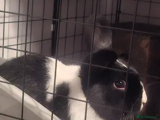 Dutch rabbits Beautiful black and white bunny - Advert 1