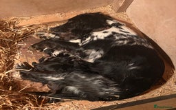 Cocker Spaniel dogs for sale: Cocker Spaniel Pups Seeking Forever Homes!💖 - Image 10