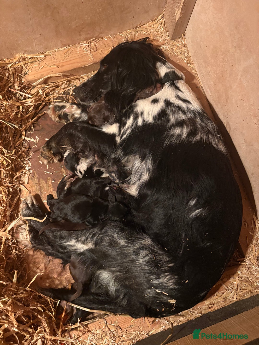 Cocker Spaniel dogs for sale: Cocker Spaniel Pups Seeking Forever Homes!💖 - Image 10