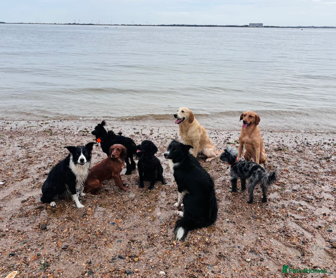 Golden Retriever dogs for stud: KC Reg Golden Retriever Stud - Advert 9