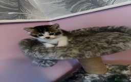 Mixed Breed cats for sale: Mixed breed kittens for sale💕 - Image 4