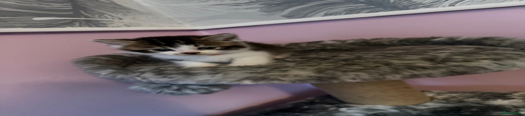 Mixed Breed Kitten 3