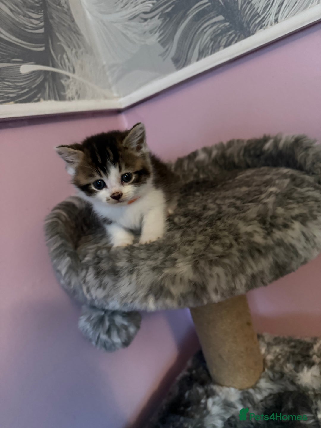 Mixed Breed cats for sale: Mixed breed kittens for sale💕 - Image 4