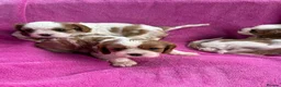 Cavalier King Charles Spaniel dogs for sale: Cavalier King Charles Spaniel puppies - Advert 17