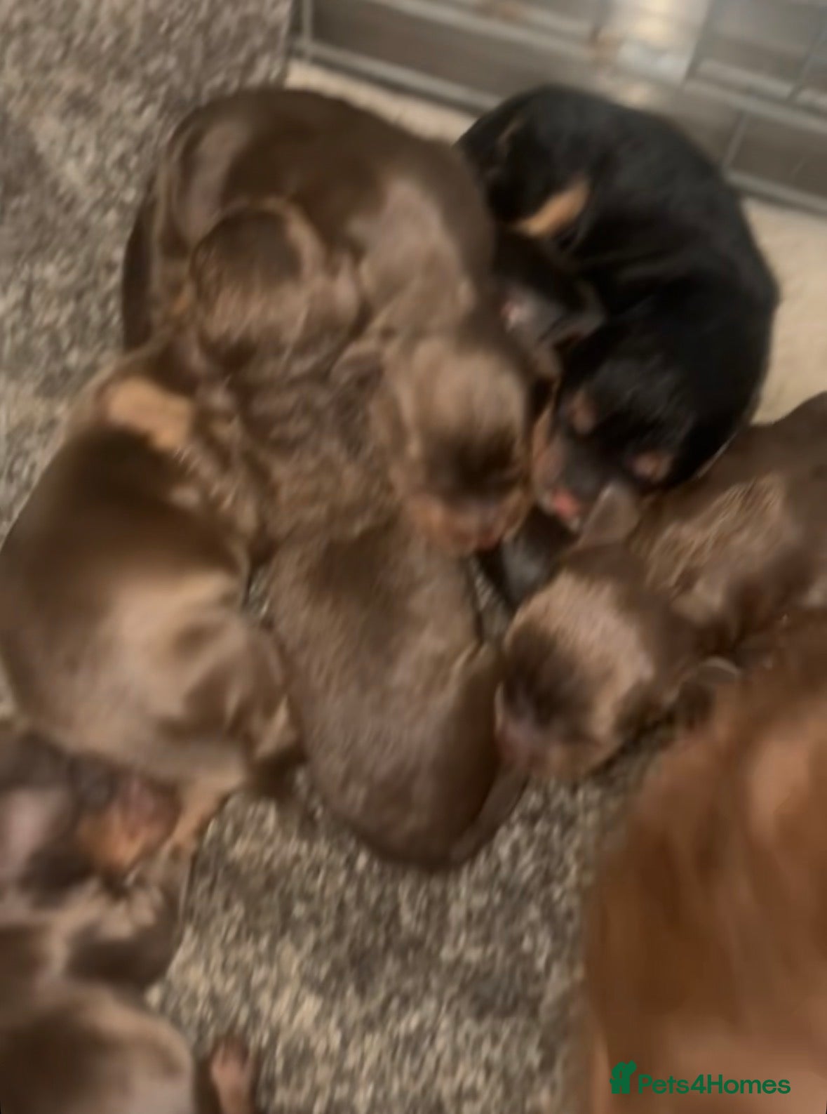 Cocker Spaniel dogs Cocker spaniel puppies - Advert 14