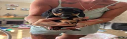 Miniature Dachshund dogs for sale: 3 female miniature dachshund  - Advert 5