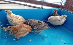 Quail poultry for sale: 6 x Healthy Young Quail – Ready for New Homes - Image 3