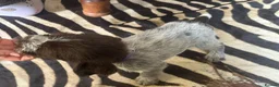 German Wirehaired Pointer dogs for sale: Ready to go Wiredhaired German pointer pups  - Advert 16