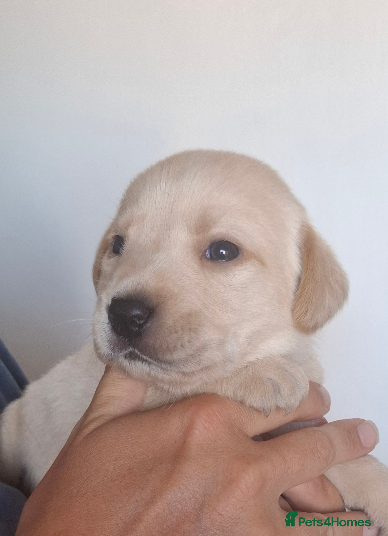 Labrador Retriever dogs **Only 1 Beautiful Boy Remaining** - Advert 2