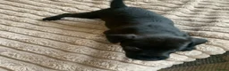 Patterdale Terrier dogs for sale: Patterdale terrier pups  - Advert 6