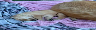 Golden Retriever 4