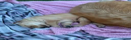 Golden Retriever dogs for sale: Golden Retriever puppies - Advert 30