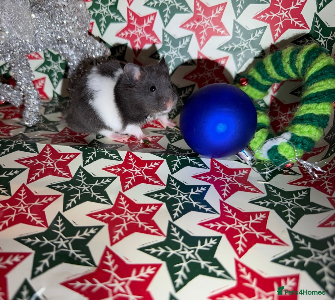 Hamster rodents for sale: Baby hamsters for sale - Advert 11