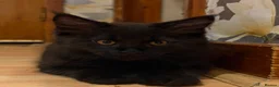 Maine Coon cats for sale: Fluffy Maine Coon Kittens - Advert 36