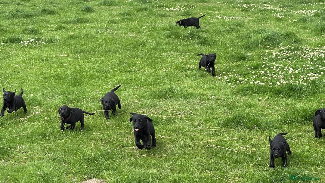 Labrador Retriever dogs for sale: Gorgeous black lab pups - Image 6