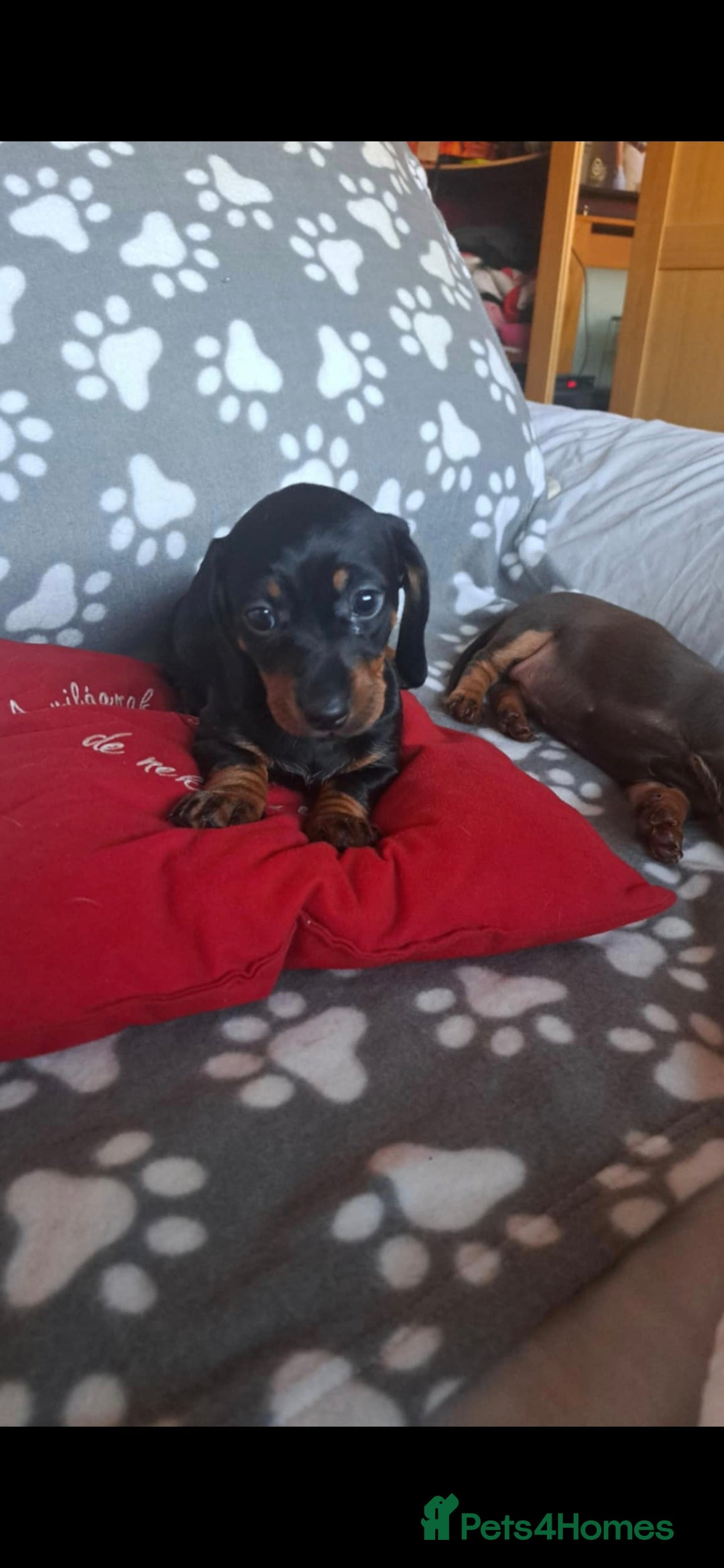 Dachshund dogs for sale: Beautiful Dachshund Puppies - Advert 26