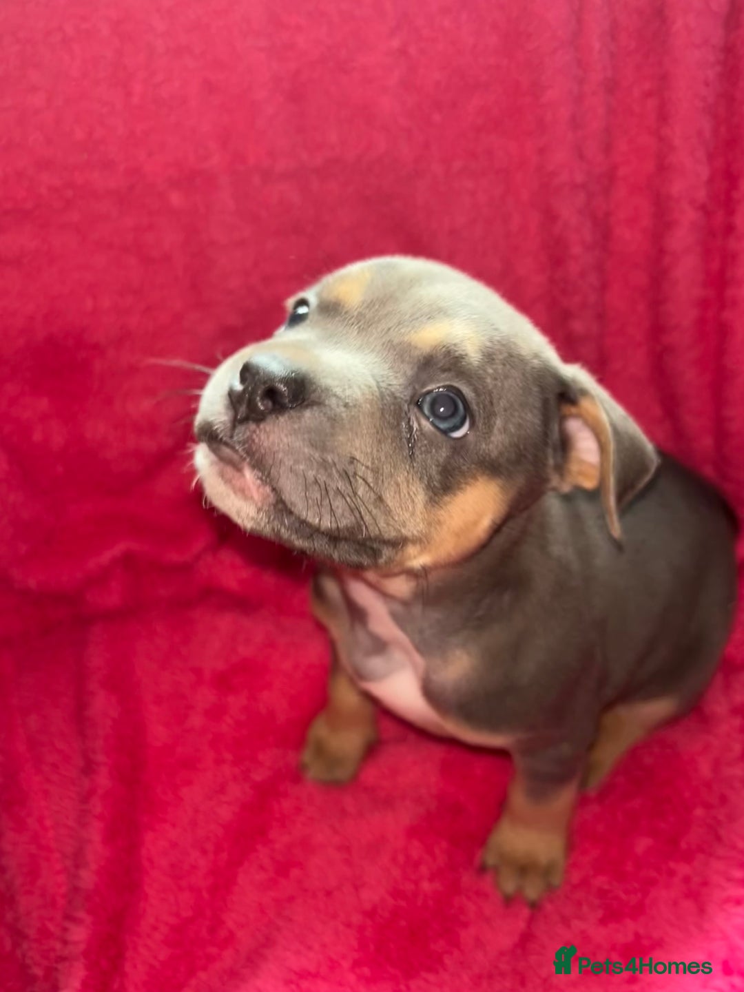 Mixed Breed dogs for sale: Beautiful chunky bully cross staffy pups tri /fawn - Image 7