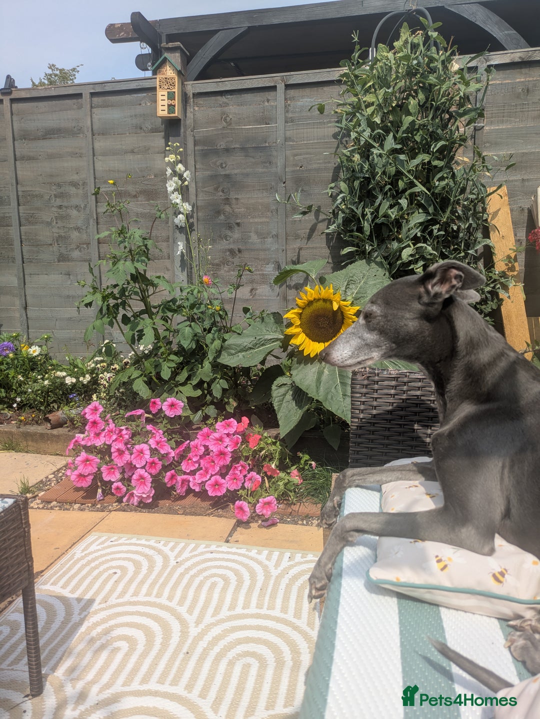 Whippet dogs for sale: Whippet  - Advert 3