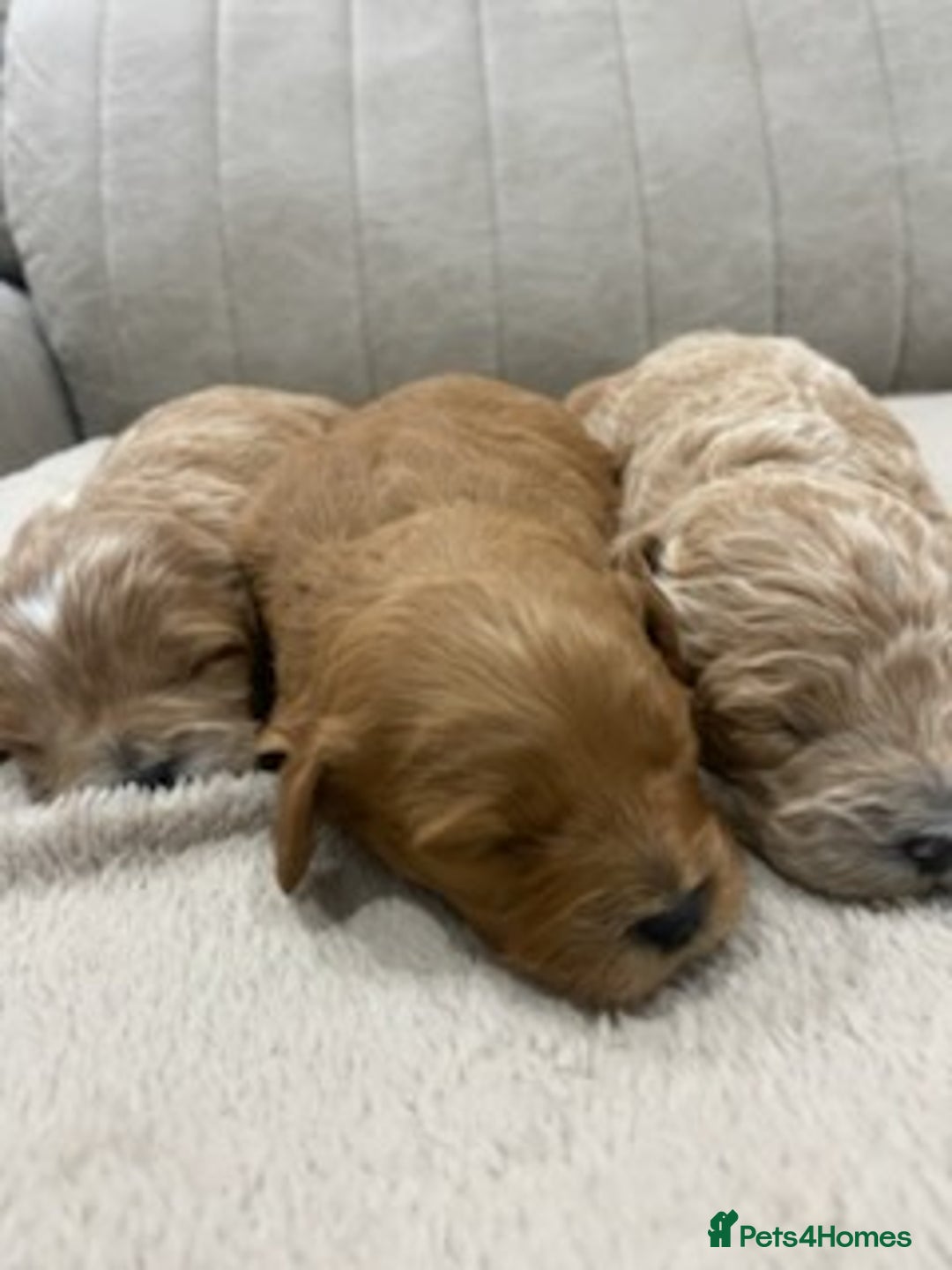 Cavapoo dogs for sale: F1 Cavapoo puppy Health Tested parents  - Advert 3