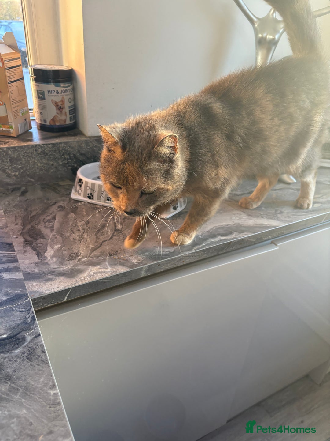 Domestic Shorthair cats for sale: Molly the CAT  **  8years old - Advert 5