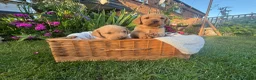 Labrador Retriever dogs for sale: Lovely Labradors  - Advert 5