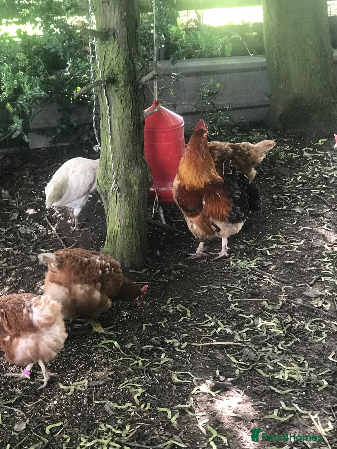 Chickens poultry for sale: 25 chickens 3 roosters  - Advert 3