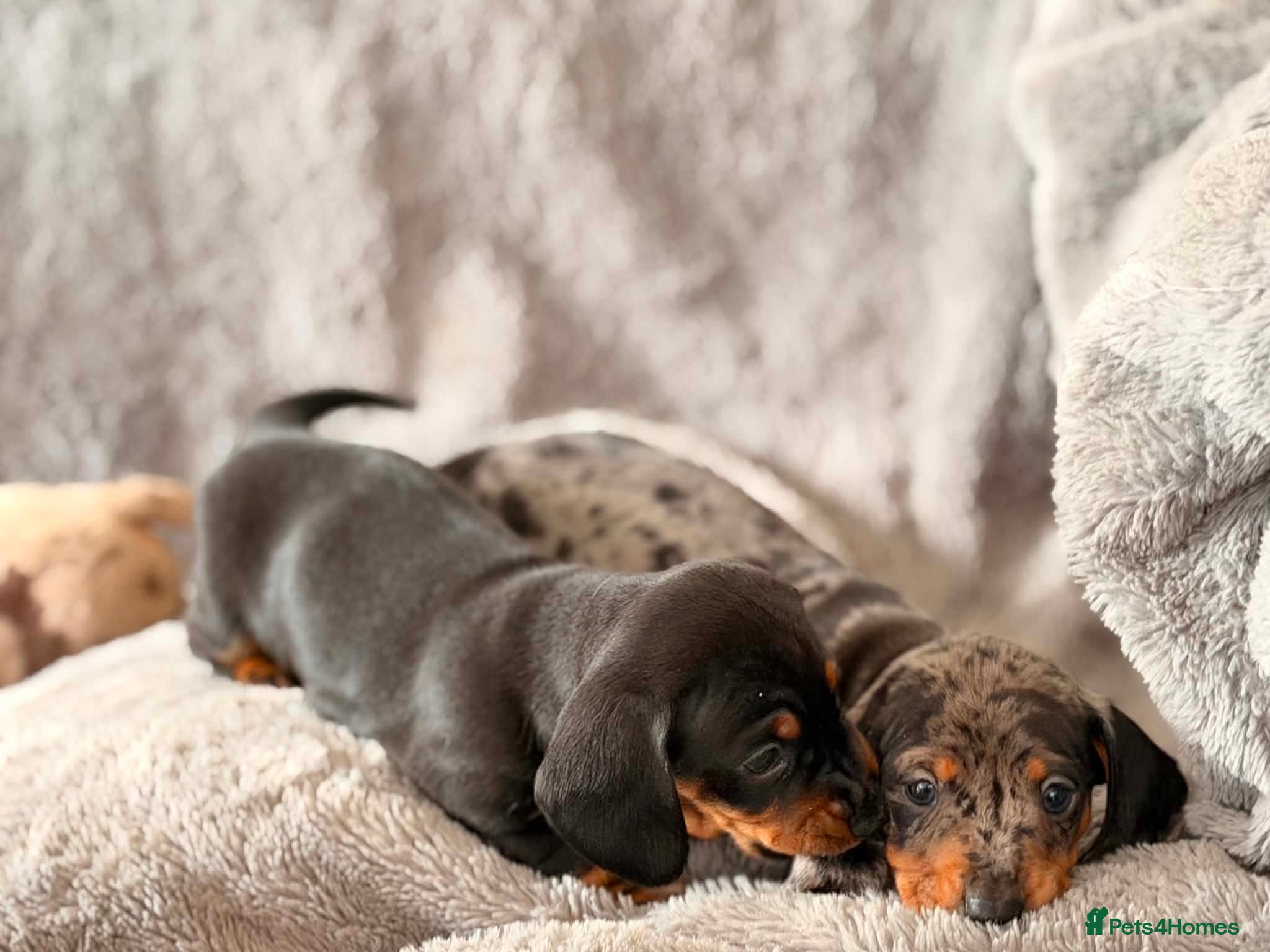 Miniature Dachshund dogs Beautiful KC Registered Miniature Dachshund Girls - Advert 2
