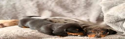 Miniature Dachshund dogs for sale: Beautiful KC Registered Miniature Dachshund Girls - Advert 4