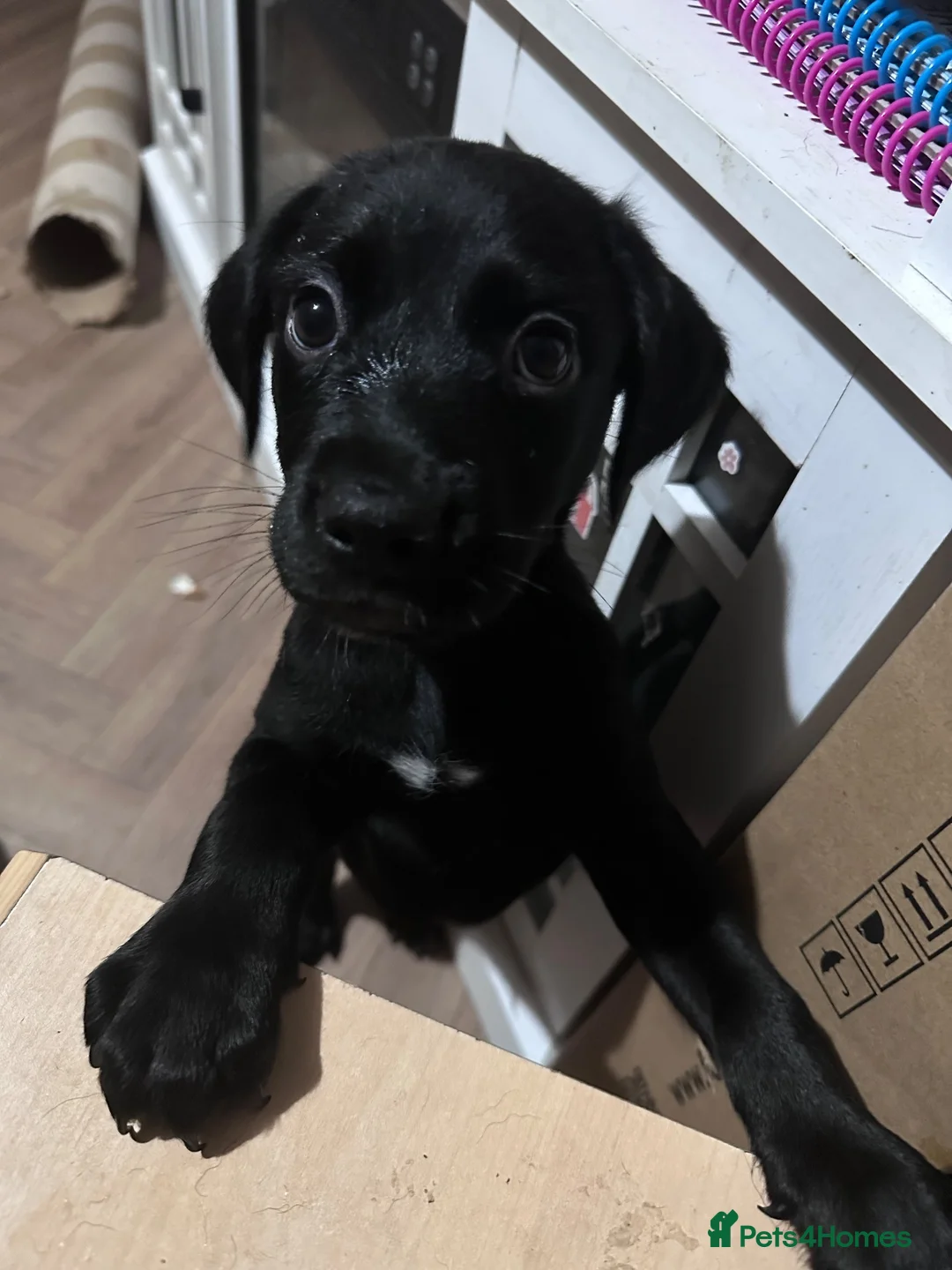 Mixed Breed dogs for sale: Rottweiler X Dalmatian spaniel  in Tonbridge - Advert 2