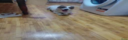 Mixed Breed dogs for adoption: JESSICA, A SMALL STREET SURVIVOR WITH A HUGE HEART - Advert 2