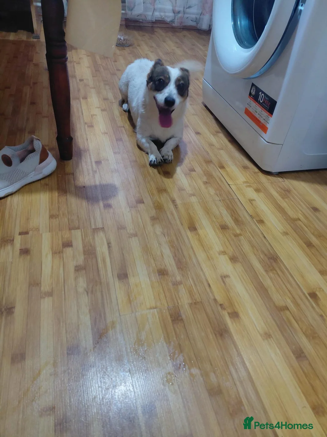 Mixed Breed dogs for adoption: JESSICA, A SMALL STREET SURVIVOR WITH A HUGE HEART - Advert 2
