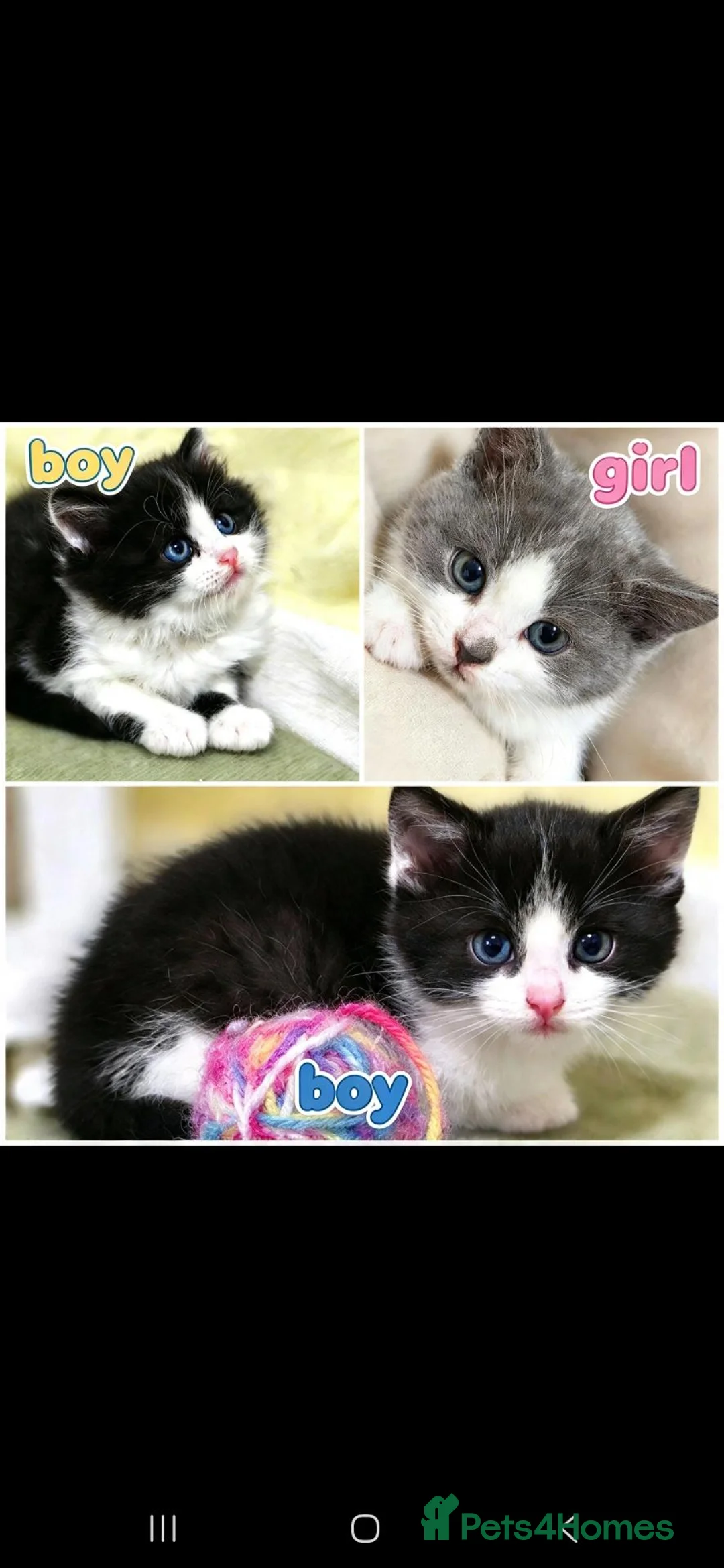 Mixed Breed cats for sale: Lovely kittens - Advert 2