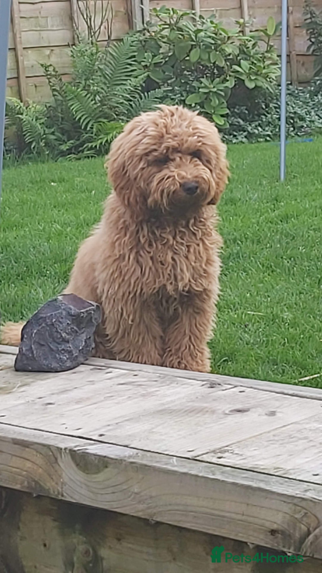 Cavapoochon dogs for sale: Cavapoochon boy  - Advert 5