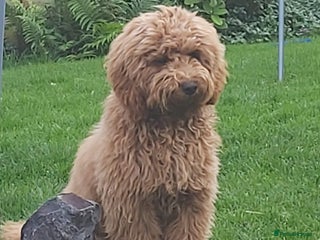 Cavapoochon dogs Cavapoochon boy - Advert 6