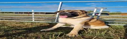 Mixed Breed dogs for stud: ✨Hank✨ for stud  in Birmingham - Advert 17