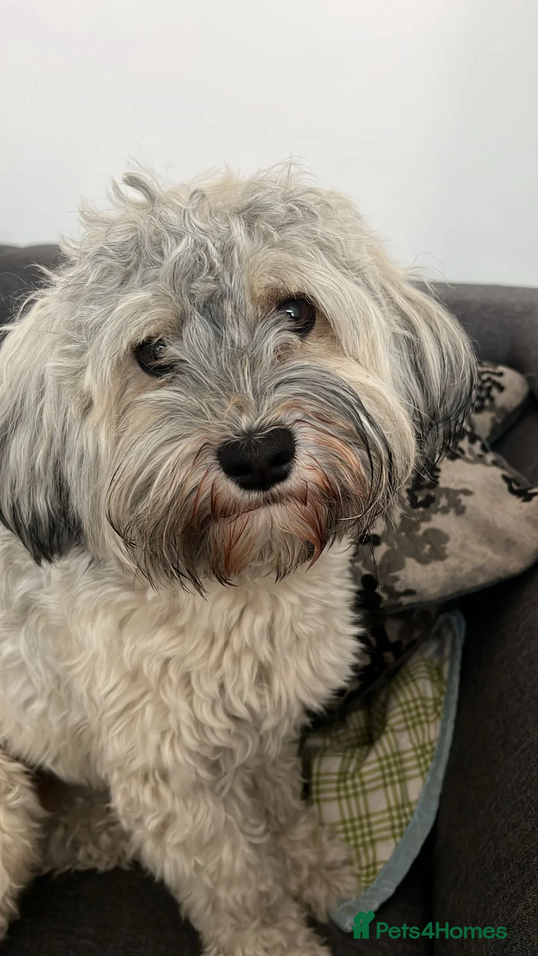 Havanese dogs for stud: Havanese for stud in Feltham - Advert 11