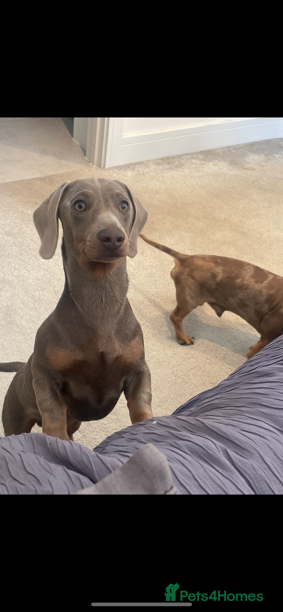 Miniature Dachshund dogs for stud: Stunning Dachounds for stud  - Advert 2