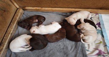 Labrador Retriever dogs - Advert 8