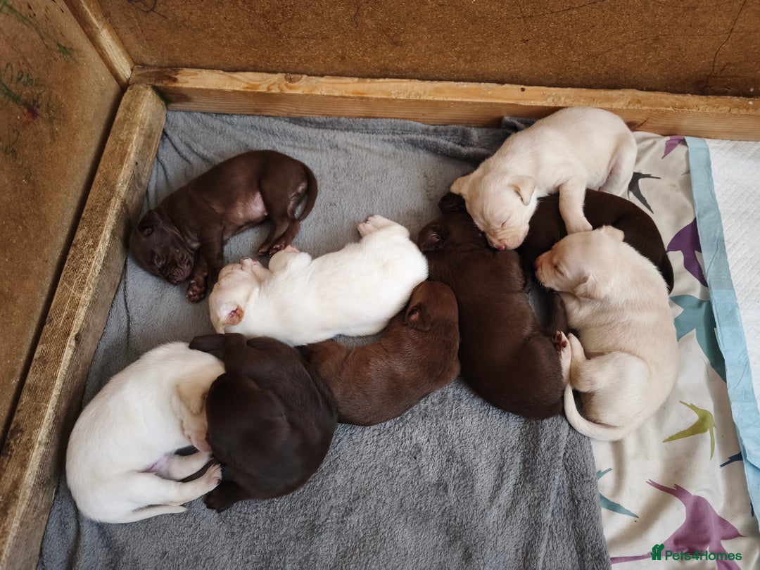 Labrador Retriever dogs for sale: Adorable Labrador Retriever Puppies  - Image 2