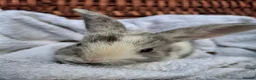 Mini Lop rabbits for sale: 6x Pure breed mini lop baby rabbits - Advert 4