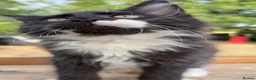 Maine Coon cats for sale: Stunning GCCF Maine Coons available  - Advert 37