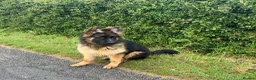 German Shepherd dogs for sale: LONG COATED GERMAN SHEPHERD GIRL  - Advert 4