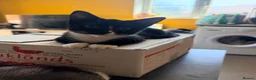 Mixed Breed cats for sale: 4 babies looking for their forever home in Camberley - Advert 3