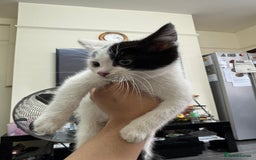 Maine Coon cats for sale: Maine coon x British shorthair  - Image 7