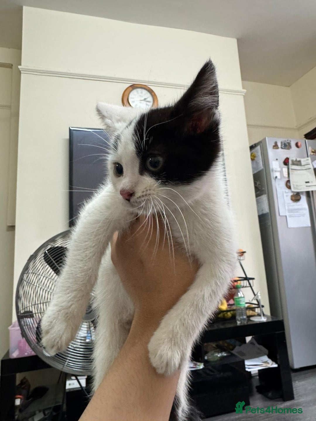 Maine Coon cats for sale: Maine coon x British shorthair  - Image 7