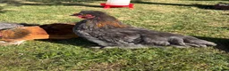 Chickens poultry for sale: 2x Bantam cockerels  in Holmfirth - Advert 11