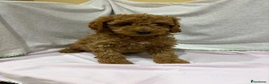 Cavapoo 7