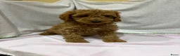 Cavapoo dogs for sale: FULLY HEALTH TESTED F1B RED AND GOLD CAVAPOOS - Advert 8
