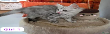 Maine Coon girl 1