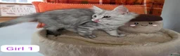 Maine Coon cats for sale: BEAUTIFUL MAINE COON KITTENS, POLY AND NON POLY  - Advert 16